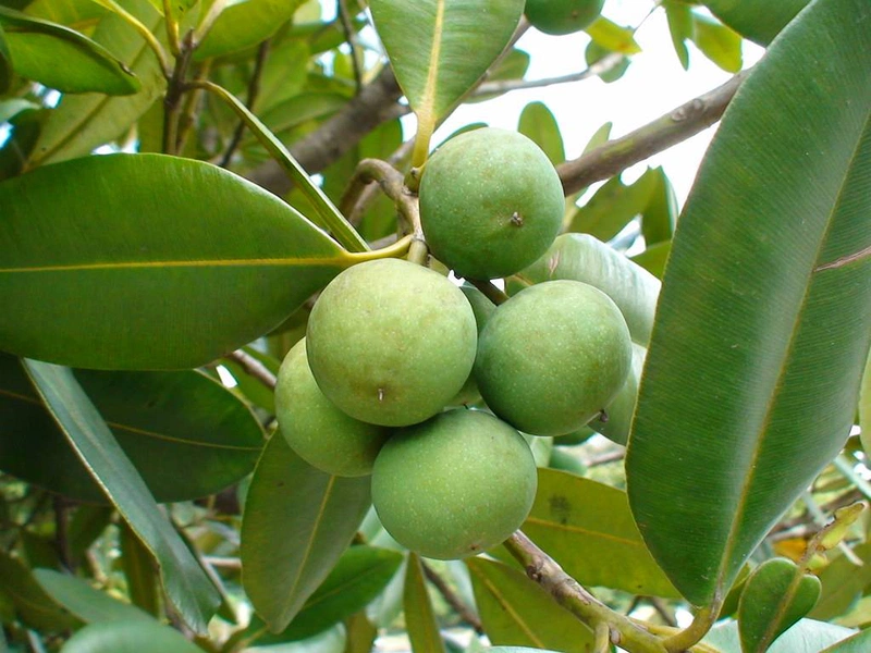 Cách sử dụng dầu mù u trị vết thương hở1