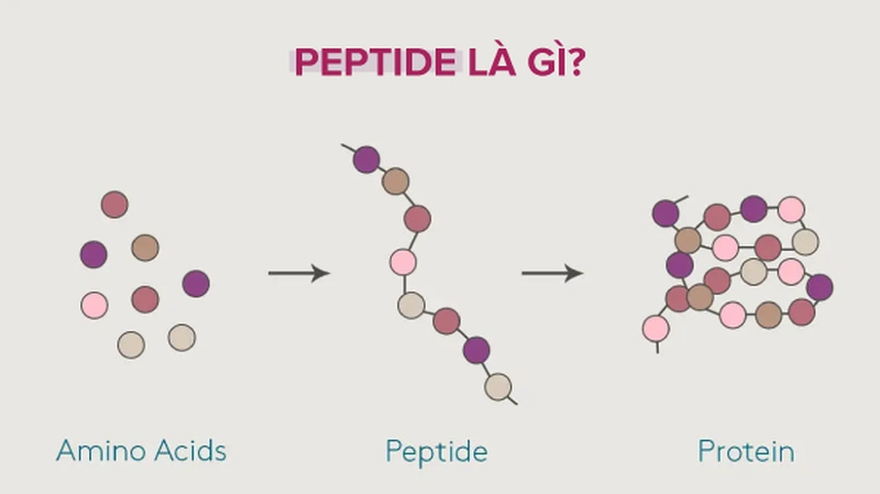 Peptide là gì? Tác dụng? Cách sử dụng peptide khi chăm sóc da cần biết 1