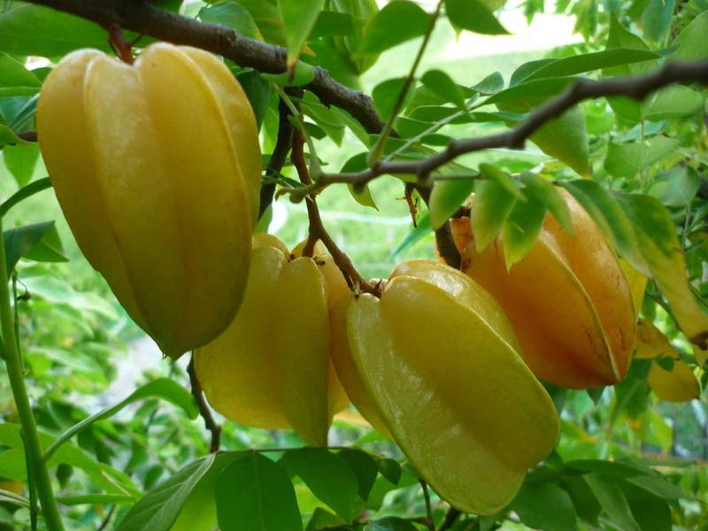 Cách tắm nước lá khế cho trẻ sơ sinh an toàn, hiệu quả 1