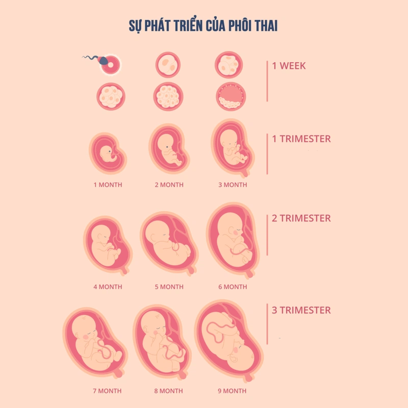 Cách tính tuổi thai IVF chính xác cho mẹ bầu và lưu ý trước ngày dự sinh