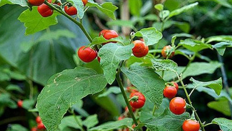 Cách trị đau khớp ngón tay bằng thuốc Nam hiệu quả 6