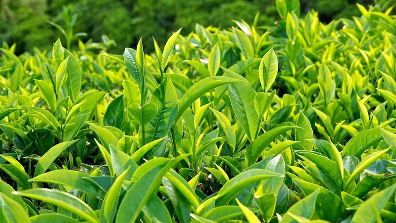 Cách trị hăm tã cho bé gái tại nhà đơn giản, an toàn 4