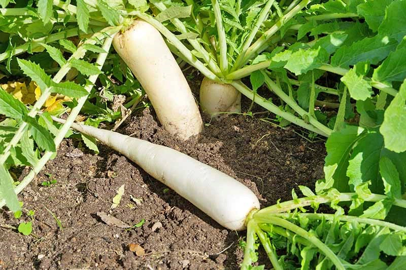 Bầu ăn củ cải trắng được không