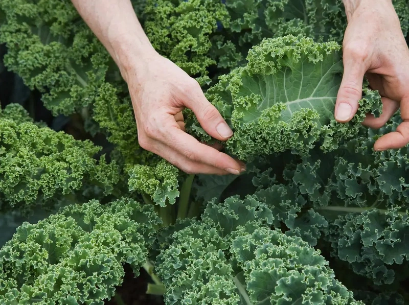 cải xoăn kale 1