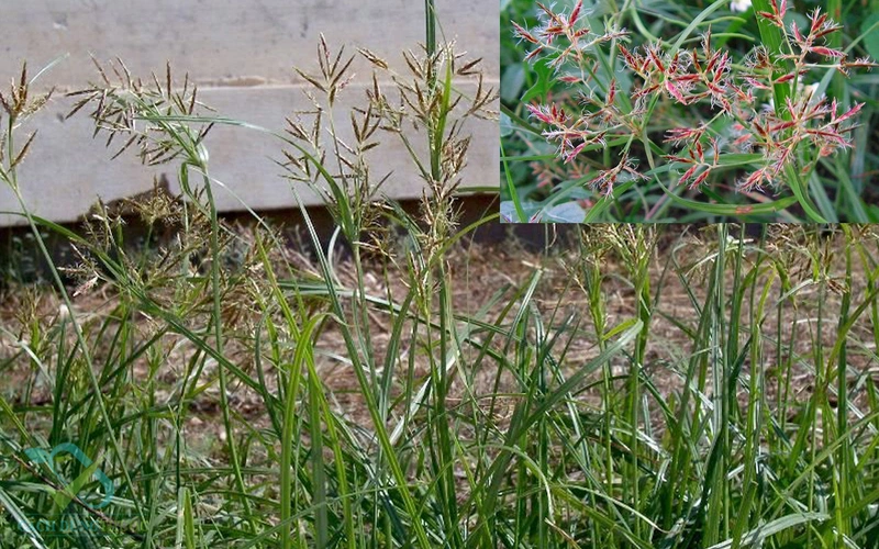 Cảm Xuyên Hương trẻ em có tác dụng gì 2