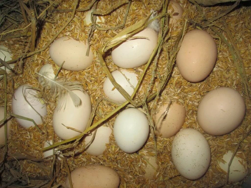[CẢNH BÁO] Trứng gà bị mốc có ăn được không? Lưu ý điều gì khi bảo quản? 3