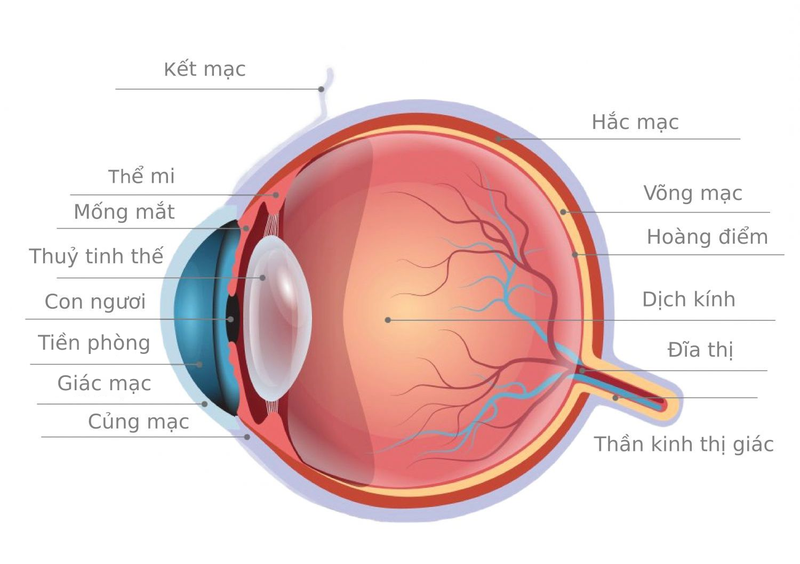 Cấu tạo của mắt gồm những gì và cách chăm sóc mắt đúng cách? 2