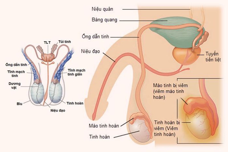 Một số đặc điểm về cấu tạo của dương vật ở nam giới. 2