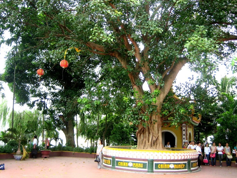 cây bồ đề 1