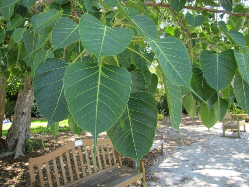 cây bồ đề 4