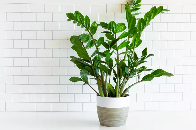 Cây kim tiền có độc không? 1