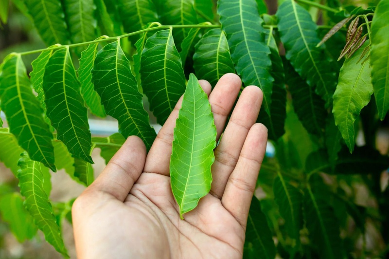 cây sầu đâu 2