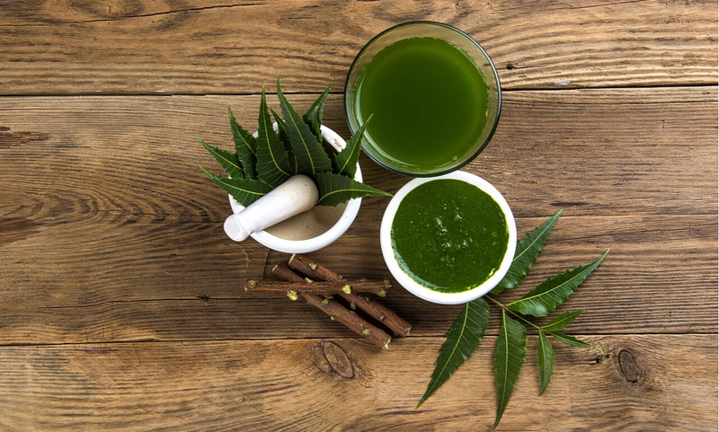 cây sầu đâu 4