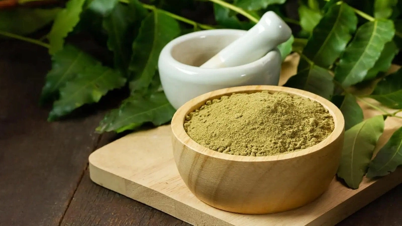cây sầu đâu 3