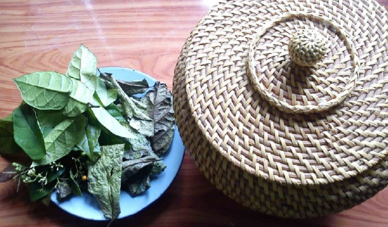 Một số lưu ý khi sử dụng cây xạ đen làm dược liệu