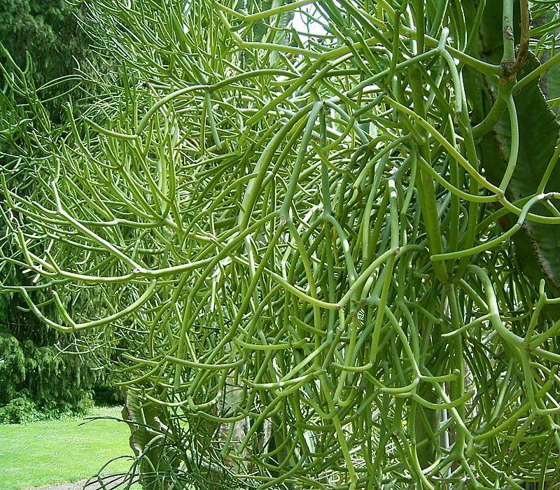 Những nguyên tắc khi dùng cây xương khô trị viêm xoang 2