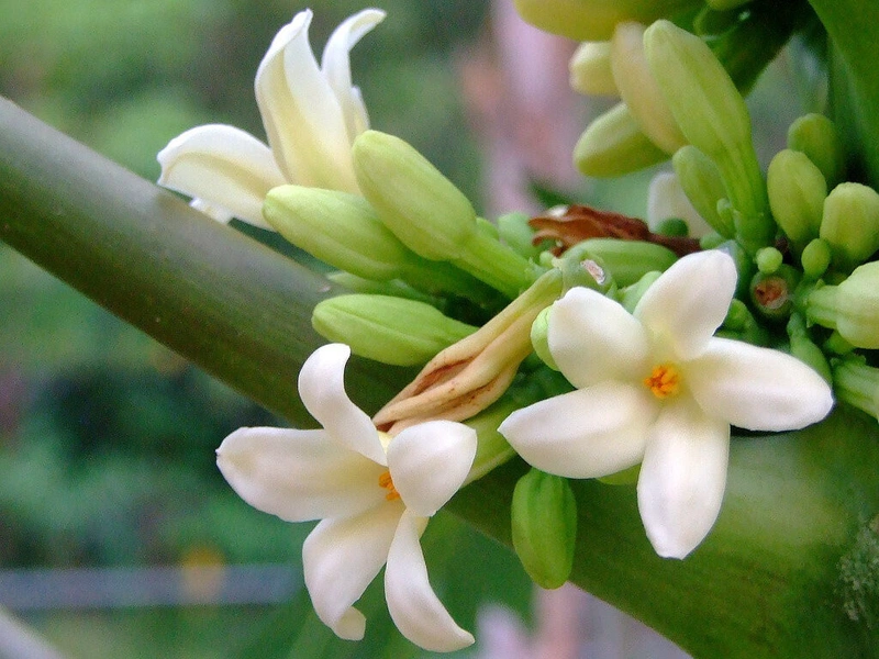 Dùng hoa đu đủ đực chữa viêm họng như thế nào? 1