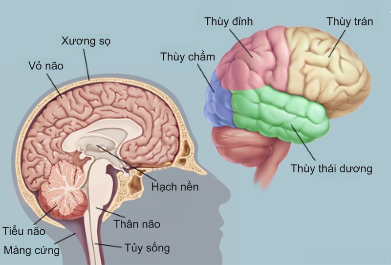 Chăm sóc sức khỏe của não ngay từ bây giờ với Dưỡng não Thái Minh 1
