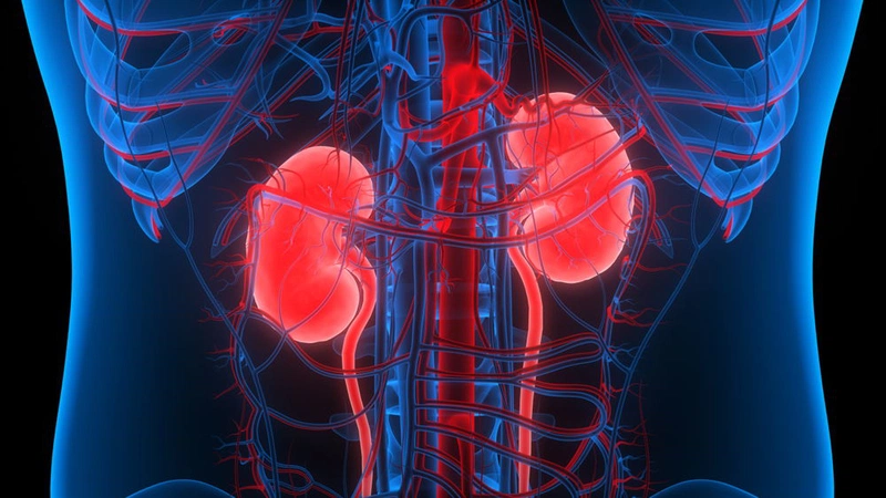 Chăm sóc thận tốt hơn với Viên Uống Kidney Cleanser Support Vitamins For Life Bổ Thận 30 Viên 1