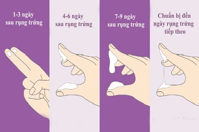 Vào thời điểm rụng trứng, chất nhầy tiết ra loãng hơn và nhiều hơn