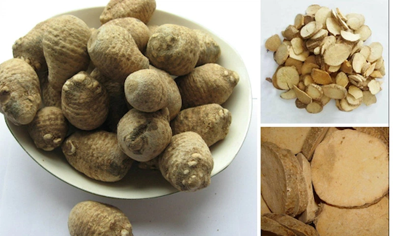 Nên điều trị bệnh gout theo Đông y hay Tây y?
