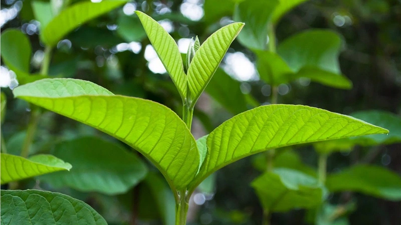 Chữa bệnh viêm đại tràng hiệu quả bằng 4 loại cây có ngay trong vườn 3