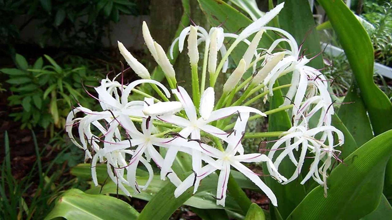 Lá náng có vị cay, tính mát và có công dụng thông huyết tán ứ, đồng thời nó còn giúp giảm sưng đau xương khớp, bong gân
