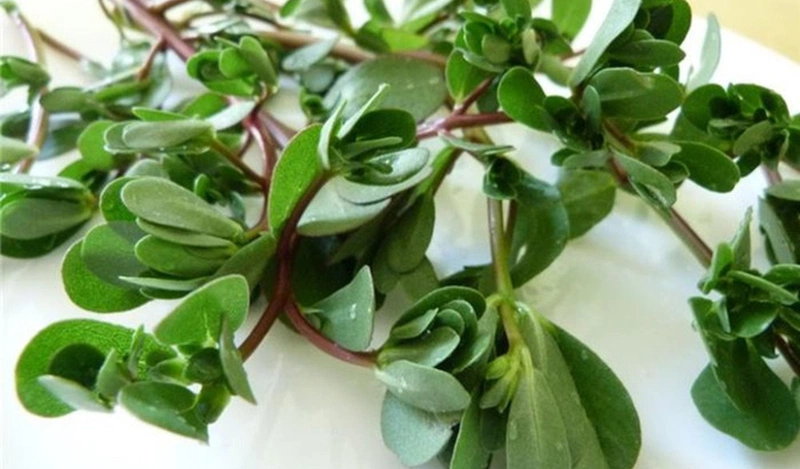 Điều trị chốc lở bằng rau sam