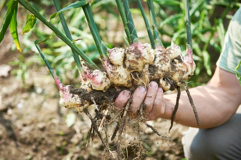 Chữa hôi nách sau sinh bằng rượu gừng nghệ vừa an toàn vừa hiệu quả-3