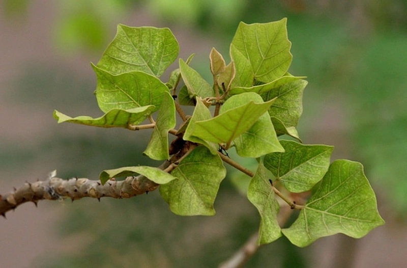 chữa mất ngủ bằng đông y 3