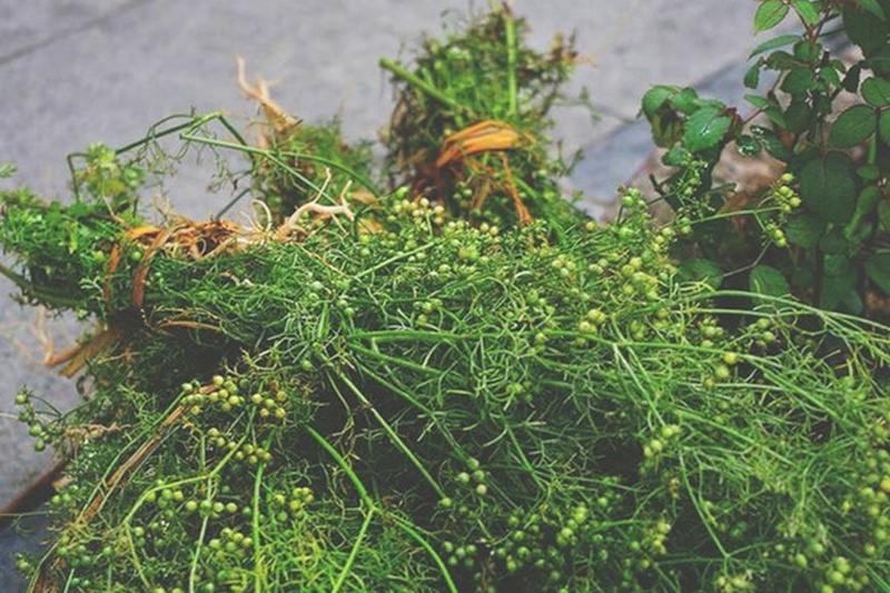 Bật mí bài thuốc chữa sởi bằng Đông y hiệu quả cho trẻ 3
