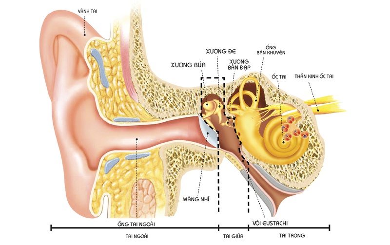 Chữa ù tai bằng bấm huyệt như thế nào? Có hiệu quả không? 2