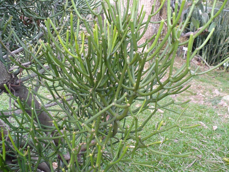 Cách chữa viêm xoang hiệu quả nhất ngay từ lần đầu áp dụng 1