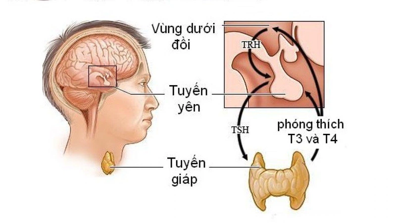 Toàn bộ hệ thống trong hình được gọi là trục dưới đồi – tuyến yên – tuyến giáp