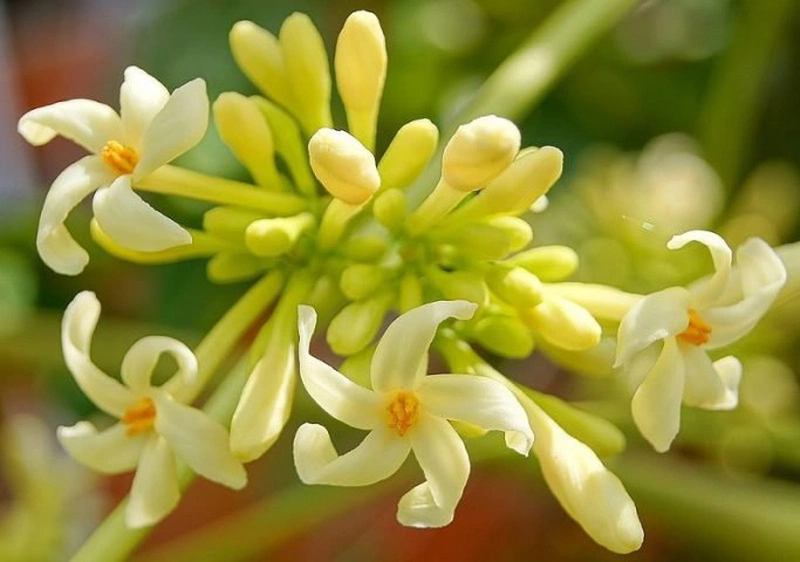 Có nên chữa ung thư phổi bằng thuốc nam không  2