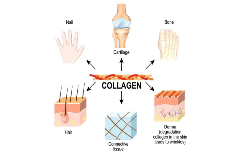 Collagen loại nào tốt? Cách lựa chọn collagen cho hiệu quả cao1