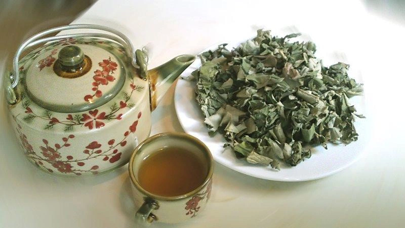 Công dụng tuyệt vời của lá từ bi chữa sỏi thận ít ai biết 2
