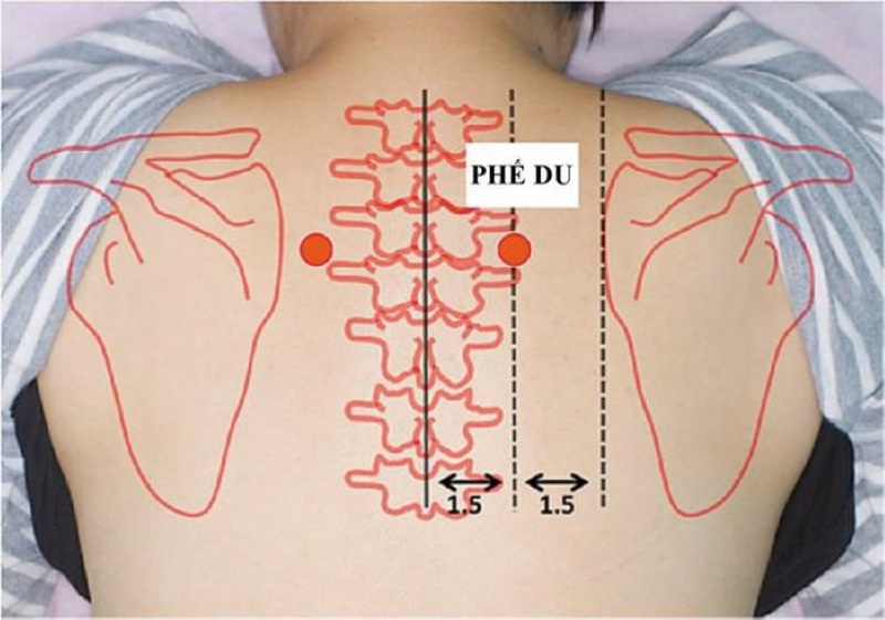 Huyệt phế du là huyệt vị thứ 13 của Bàng Quang Kinh