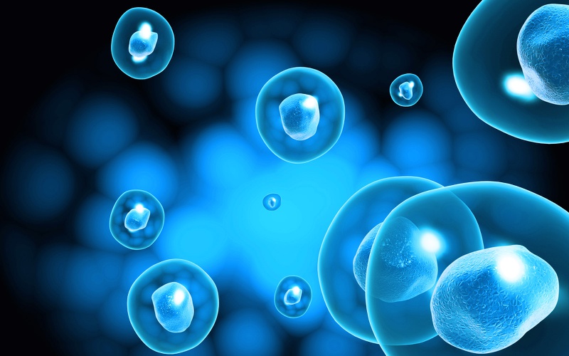 Tế bào gốc có tác dụng trong thay thế và tái tạo tế bào, mô trong điều kiện thích hợp