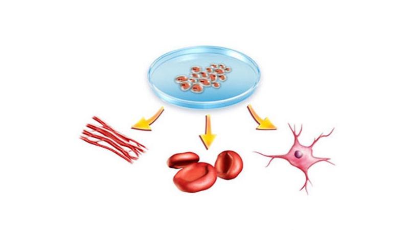 Tế bào gốc phôi là loại tế bào đặc biệt có thể tạo ra nhiều tế bào khác nhau