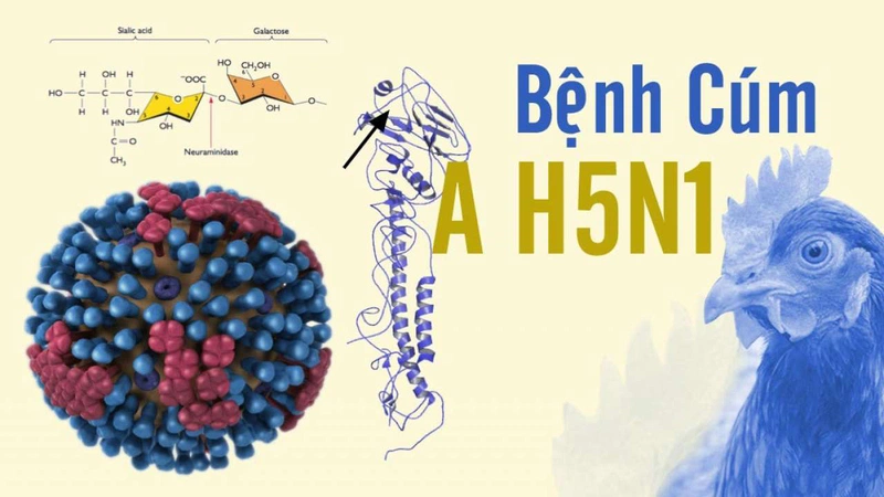 Cúm A/H5N1 và tất tần tật những gì bạn cần biết1