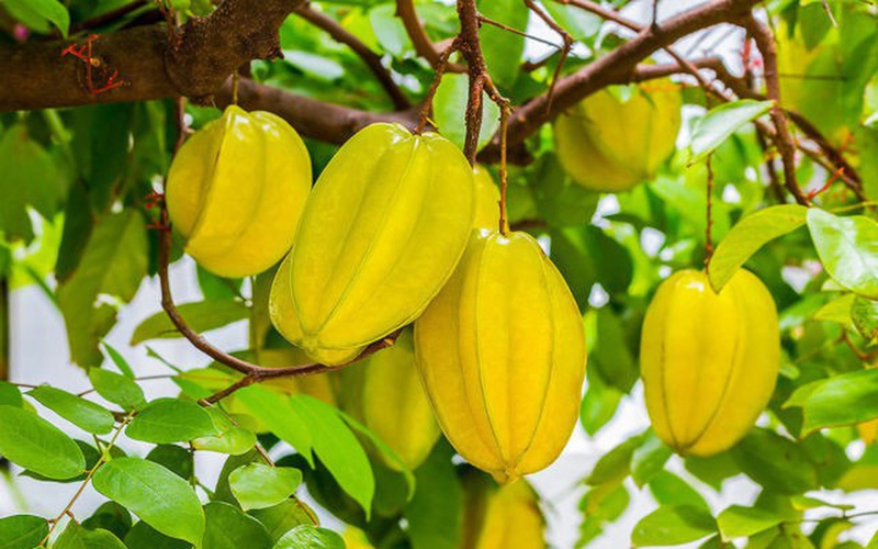 Cùng đi tìm bốn loại trái cây màu vàng cực tốt cho sức khỏe3