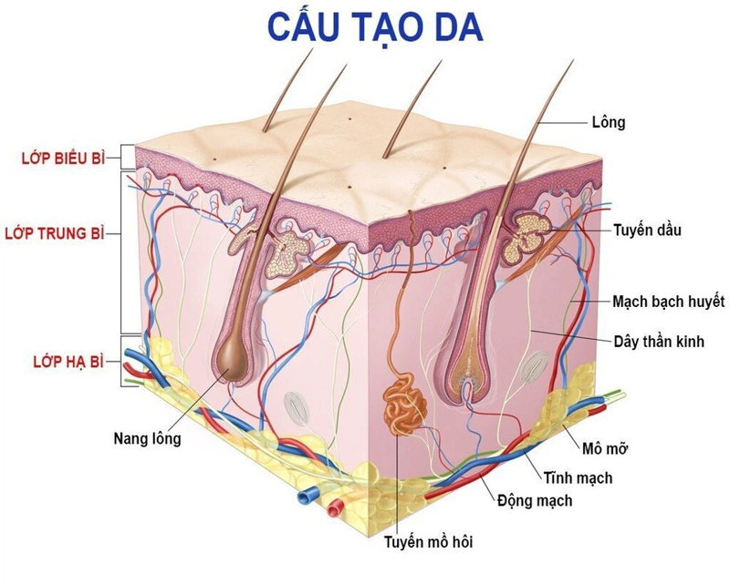 Da có cấu tạo như thế nào? Chức năng của da đối với cơ thể là gì? 2