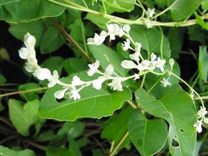 Dầu gội hà thủ ô mua ở đâu đảm bảo chính hãng? 1
