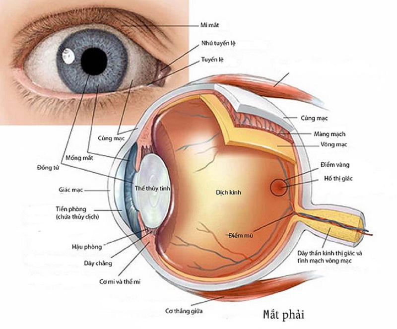 Dấu hiệu bệnh khô mắt dễ nhận biết nhất 1