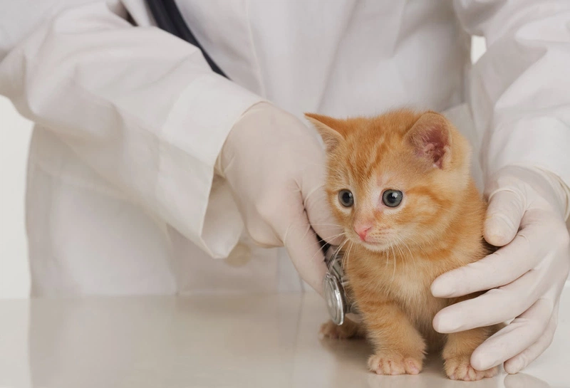 dấu hiệu mèo bị dại 6