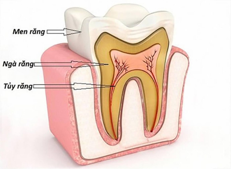 Tủy răng chứa nhiều huyết quản, các dây thần kinh và mô có nhiệm vụ nuôi dưỡng răng khỏe mạnh