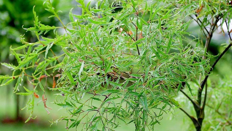 Đau khớp uống cây gì? Và những lưu ý khi sử dụng 2