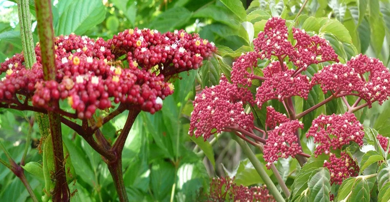 Đau khớp uống cây gì? Và những lưu ý khi sử dụng 3