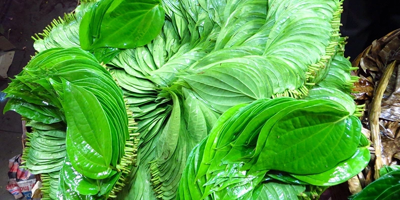 Đau mắt đỏ xông bằng lá gì? 2